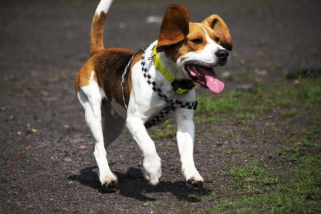 beagle appearance