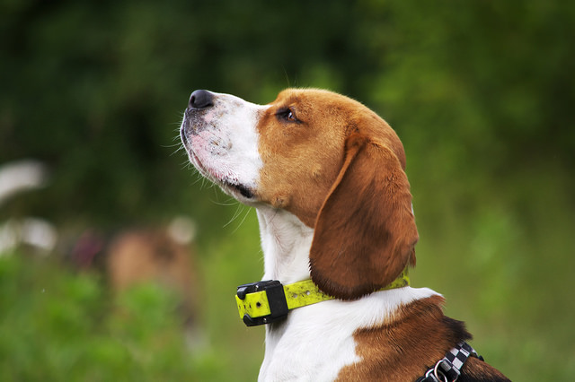 beagle side profile
