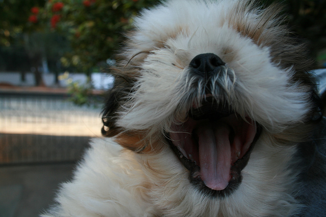Shih Tzu watching yawning