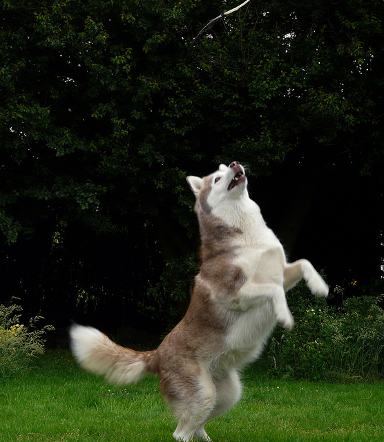 Siberian Husky playing