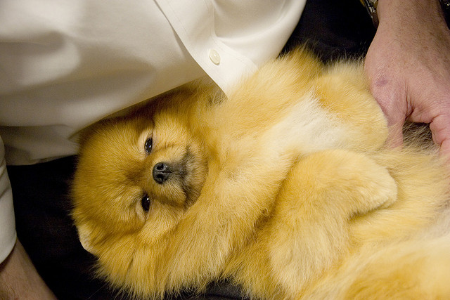 Pomeranian resting