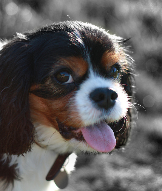cavalier king charles spaniel tongue out