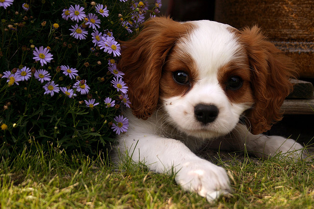 cute cavalier king charles spaniel puppy