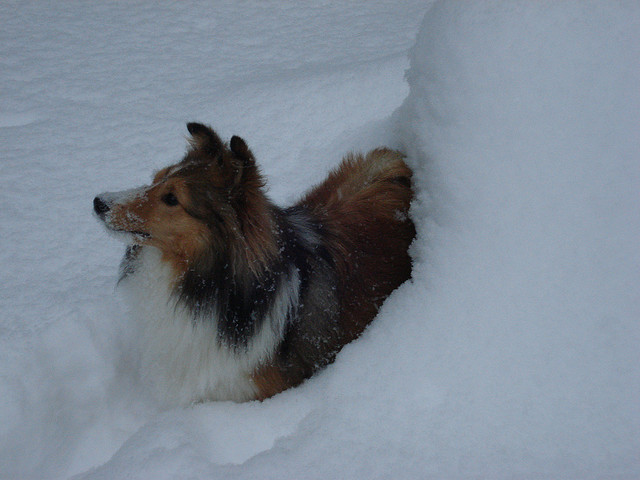 Shetland Sheepdog in snow 2