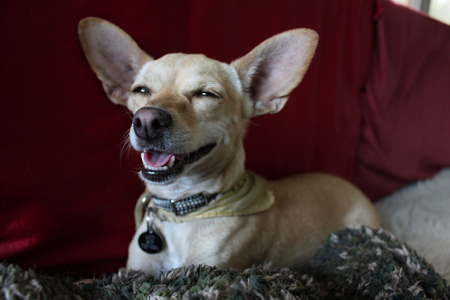 Chihuahua grin