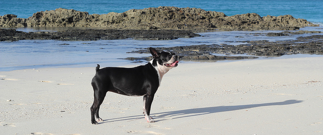 boston terrier on the beach