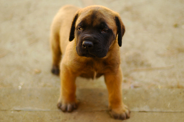 mastiff puppy