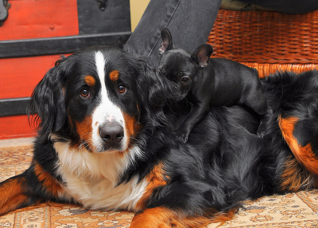 Bernese Mountain Dog mom and puppy