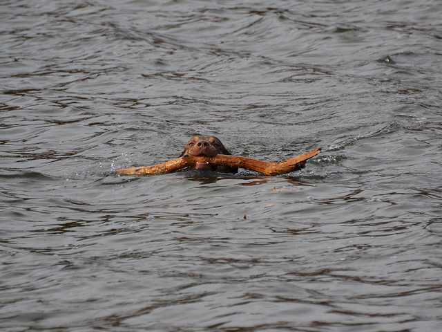 Chesapeake Bay Retriever Swimming