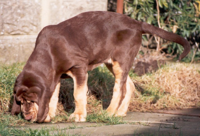 Liver and Tan Bloodhound