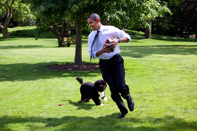 Obama's Portuguese Water Dog