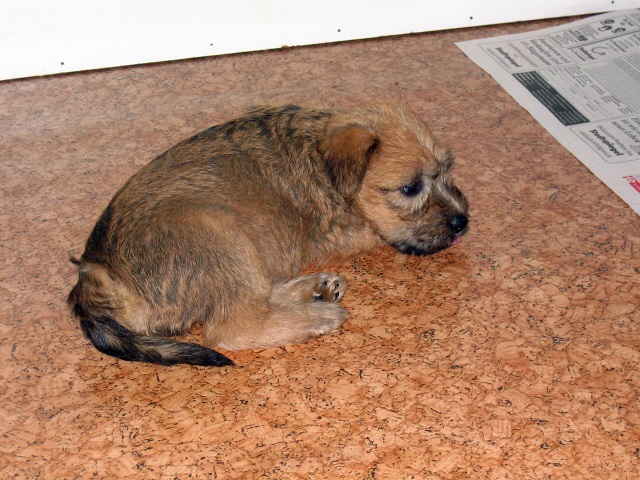 Soft Coated Wheaten Terrier Puppy