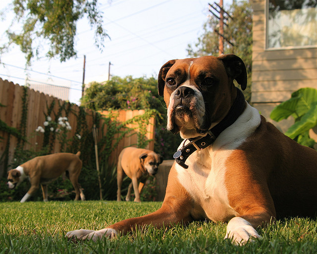 Boxer The German Bulldog Dog Breed Answers