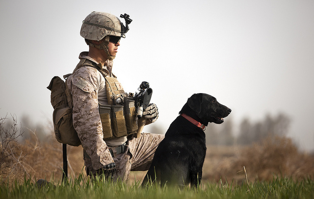 Labrador Retriever War Dog