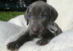 Weimaraner - The Grey Ghost - Dog Breed Answers