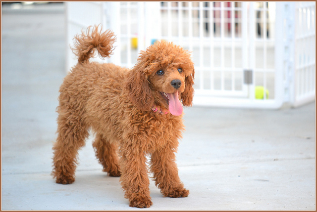 Red Poodle