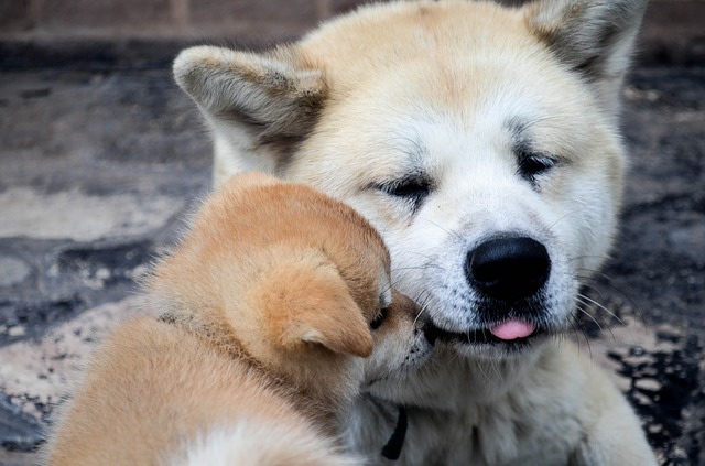Akita Father and Son puppy