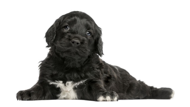 Portuguese Water Dog Puppy